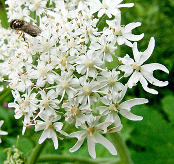 large flower head close